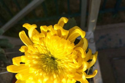 Seashore Rubber invite you to admire Chrysanthemum Exhibition 2017 Zhongshan Park